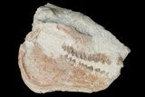 Fossil Oreodont (Merycoidodon) Skull - Wyoming #175648-4